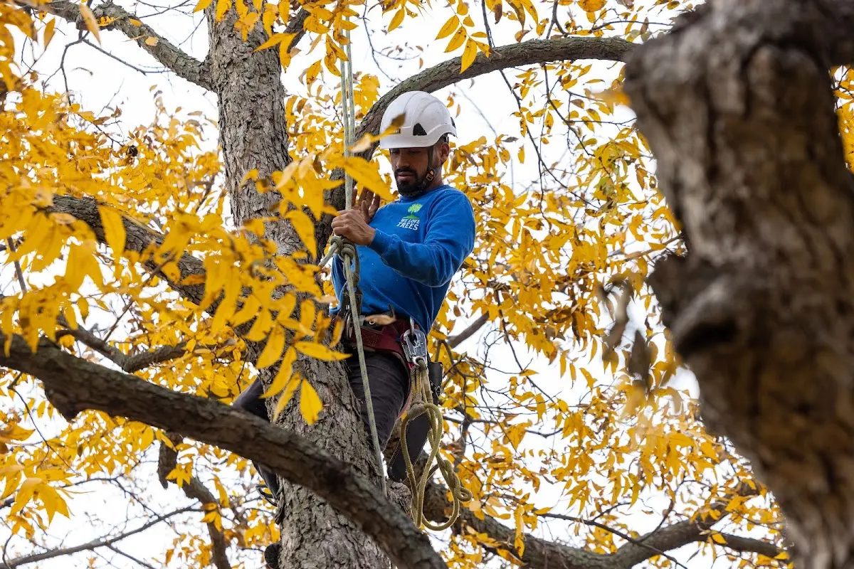 Skilled Tree Transplanting crew working in Columbia